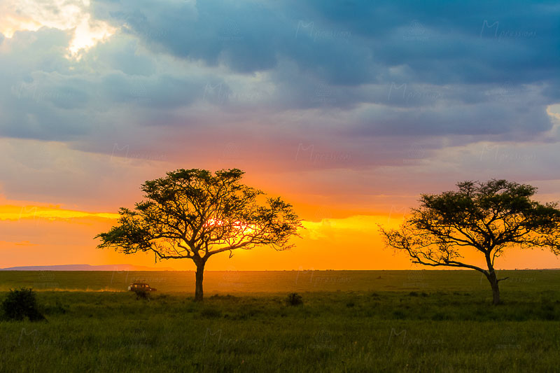 Mpressions fotoprint Late Drive in Africa.