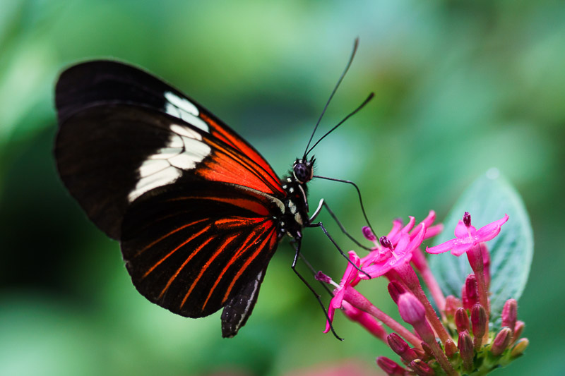 Mpressions fotoprint Butterfly Fiery Red.