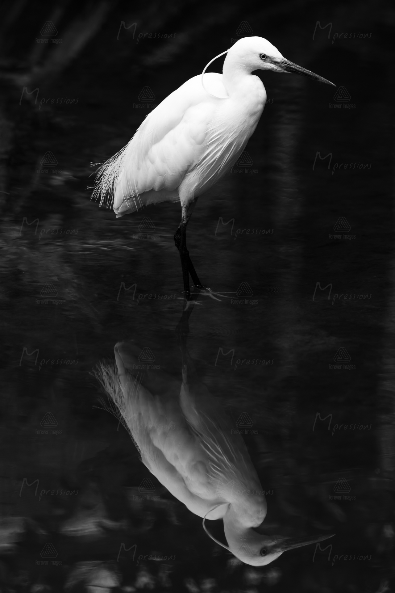 Stylistic black-and-white photo of an egret in the water.